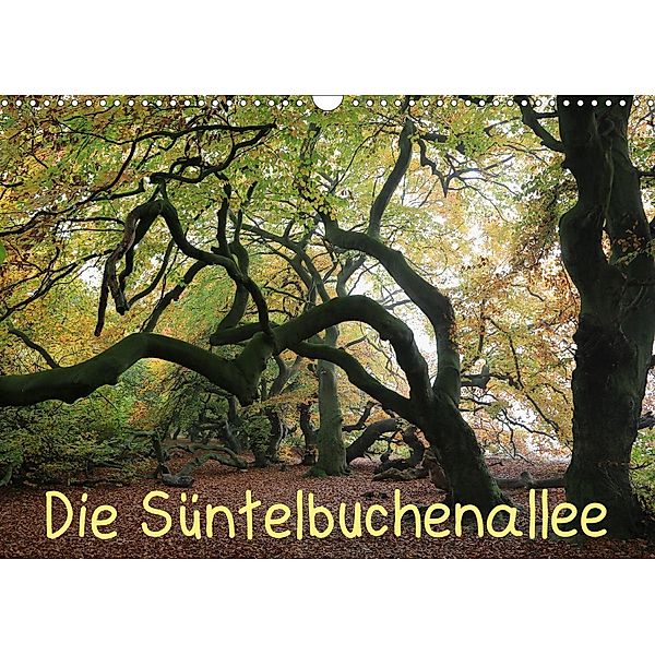 Die Süntelbuchenallee (Wandkalender 2020 DIN A3 quer), Bernhard Loewa