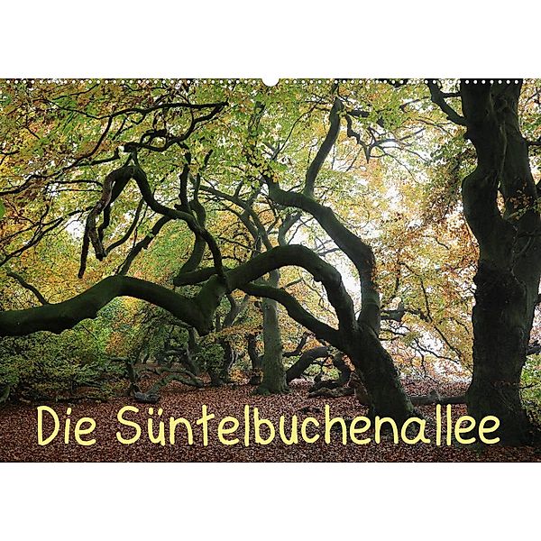 Die Süntelbuchenallee (Wandkalender 2023 DIN A2 quer), Bernhard Loewa