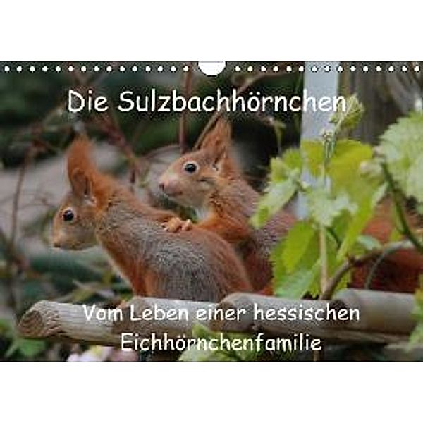 Die Sulzbachhörnchen - vom Leben einer hessischen Eichhörnchenfamilie (Wandkalender 2015 DIN A4 quer), Heike Adam