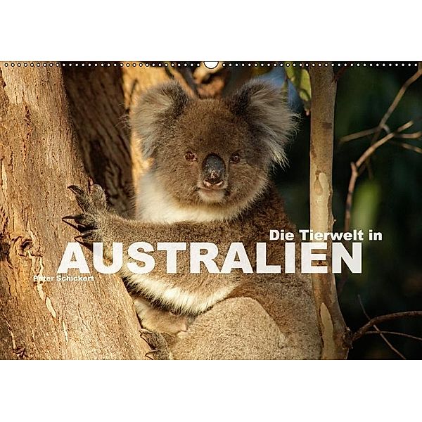 Die Tierwelt in Australien (Wandkalender 2017 DIN A2 quer), Peter Schickert