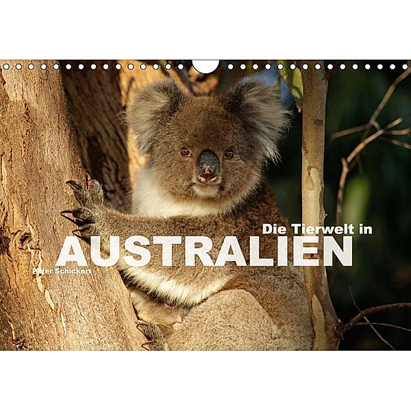 Die Tierwelt in Australien (Wandkalender 2018 DIN A4 quer), Peter Schickert