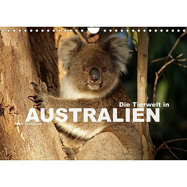 Die Tierwelt in Australien (Wandkalender 2023 DIN A4 quer), Peter Schickert