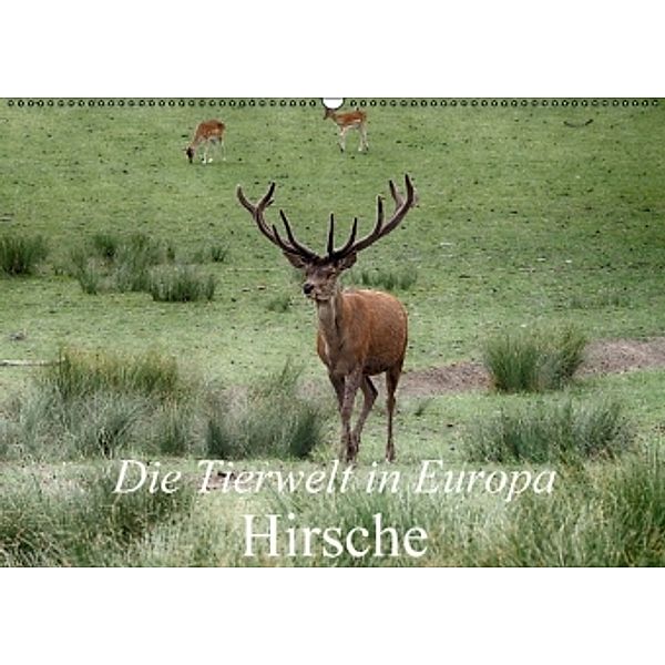 Die Tierwelt in Europa - Hirsche (Wandkalender 2016 DIN A2 quer), Klaudia Kretschmann
