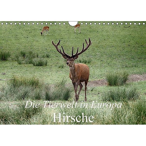 Die Tierwelt in Europa - Hirsche (Wandkalender 2017 DIN A4 quer), Klaudia Kretschmann