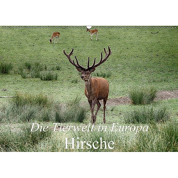 Die Tierwelt in Europa - Hirsche (Wandkalender 2018 DIN A2 quer), Klaudia Kretschmann