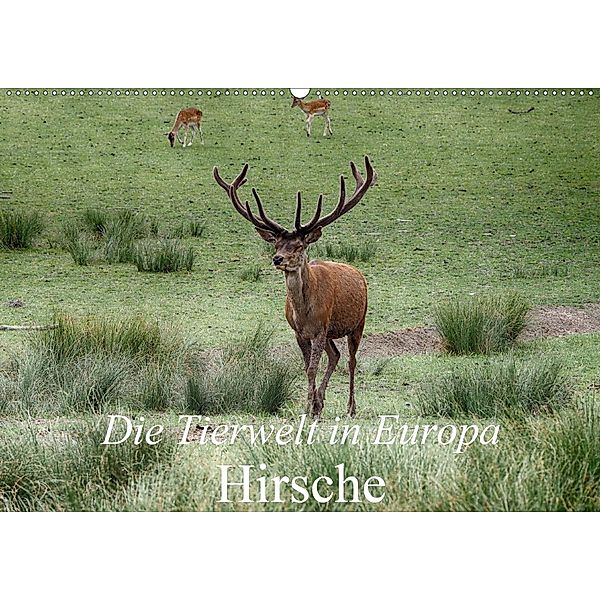 Die Tierwelt in Europa - Hirsche (Wandkalender 2020 DIN A2 quer), Klaudia Kretschmann