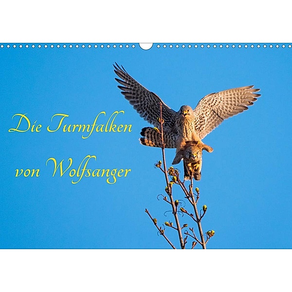 Die Turmfalken von Wolfsanger (Wandkalender 2023 DIN A3 quer), Wilfried Martin (GDT)