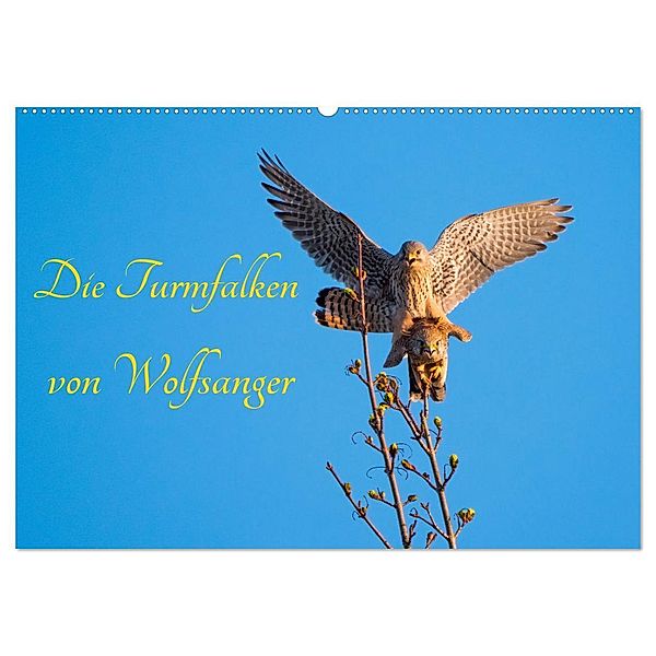 Die Turmfalken von Wolfsanger (Wandkalender 2024 DIN A2 quer), CALVENDO Monatskalender, Wilfried Martin (GDT)