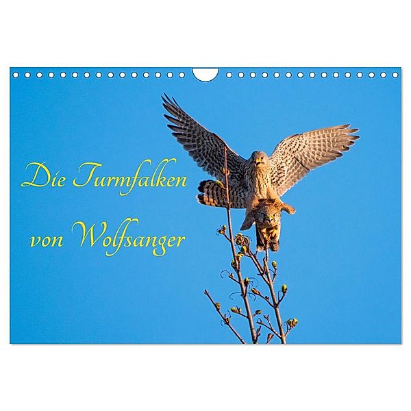 Die Turmfalken von Wolfsanger (Wandkalender 2025 DIN A4 quer), CALVENDO Monatskalender, Calvendo, Wilfried Martin (GDT)