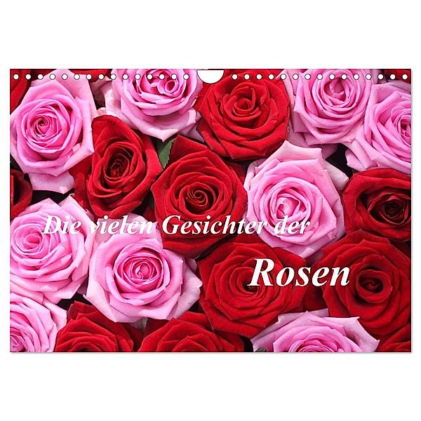 Die vielen Gesichter der Rosen (Wandkalender 2024 DIN A4 quer), CALVENDO Monatskalender, Gisela Kruse