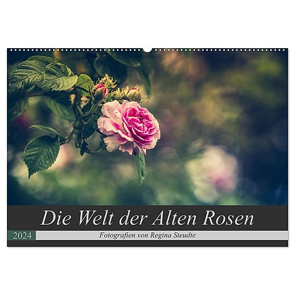 Die Welt der Alten Rosen (Wandkalender 2024 DIN A2 quer), CALVENDO Monatskalender, Regina Steudte