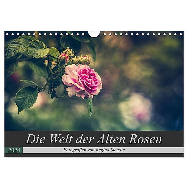 Die Welt der Alten Rosen (Wandkalender 2024 DIN A4 quer), CALVENDO Monatskalender, Regina Steudte