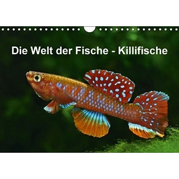 Die Welt der Fische - KillifischeCH-Version (Wandkalender 2016 DIN A4 quer), Rudolf Pohlmann