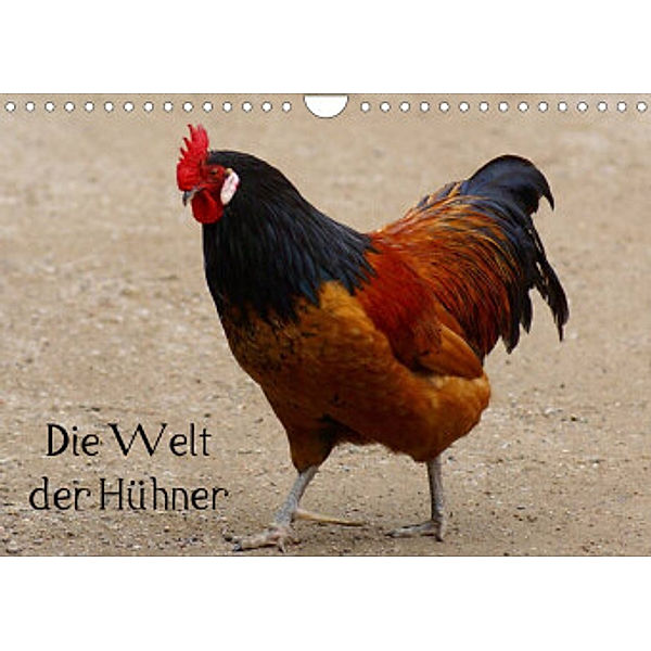 Die Welt der Hühner (Wandkalender 2022 DIN A4 quer), Kattobello