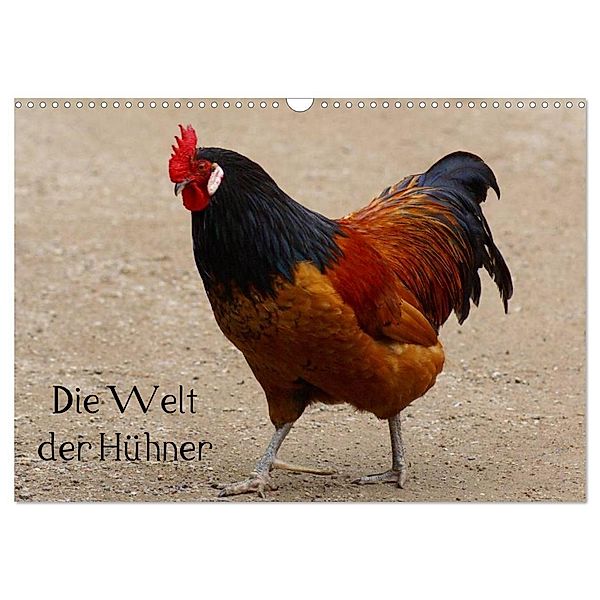 Die Welt der Hühner (Wandkalender 2024 DIN A3 quer), CALVENDO Monatskalender, Kattobello