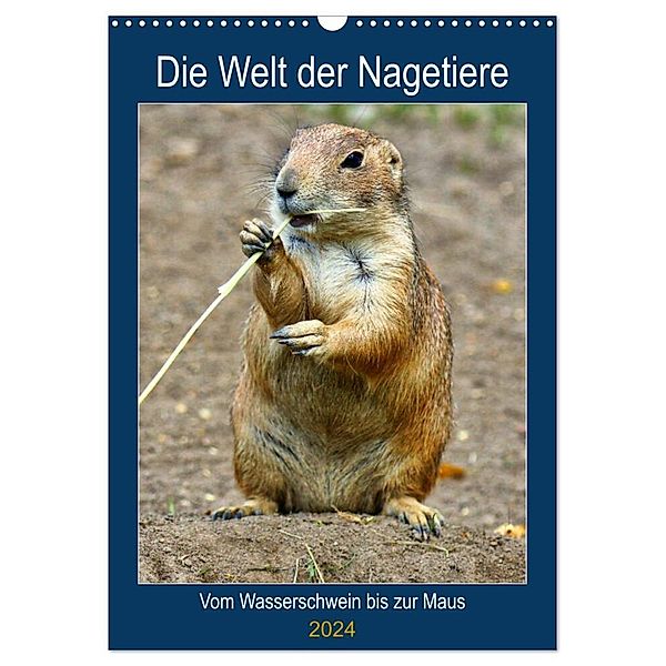 Die Welt der Nagetiere (Wandkalender 2024 DIN A3 hoch), CALVENDO Monatskalender, Kattobello