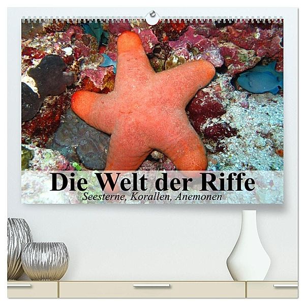 Die Welt der Riffe. Seesterne, Korallen, Anemonen (hochwertiger Premium Wandkalender 2025 DIN A2 quer), Kunstdruck in Hochglanz, Calvendo, Elisabeth Stanzer