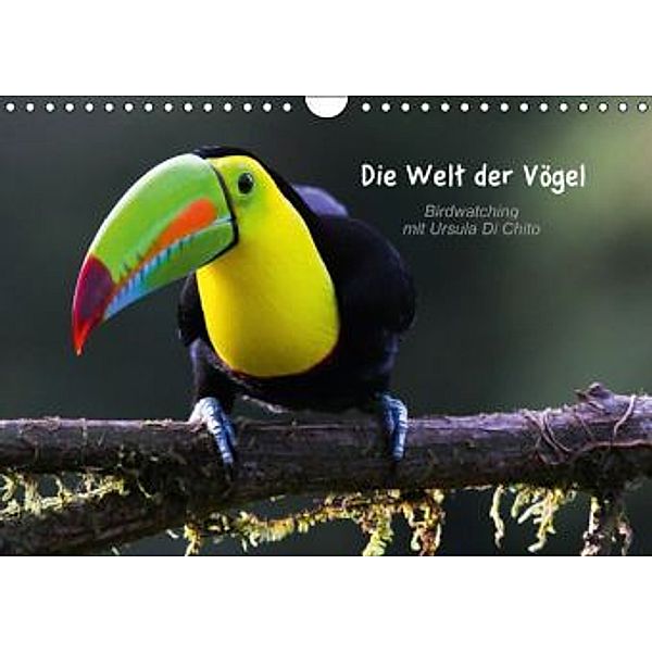 Die Welt der Vögel - Birdwatching mit Ursula Di Chito (Wandkalender 2015 DIN A4 quer), Ursula Di Chito