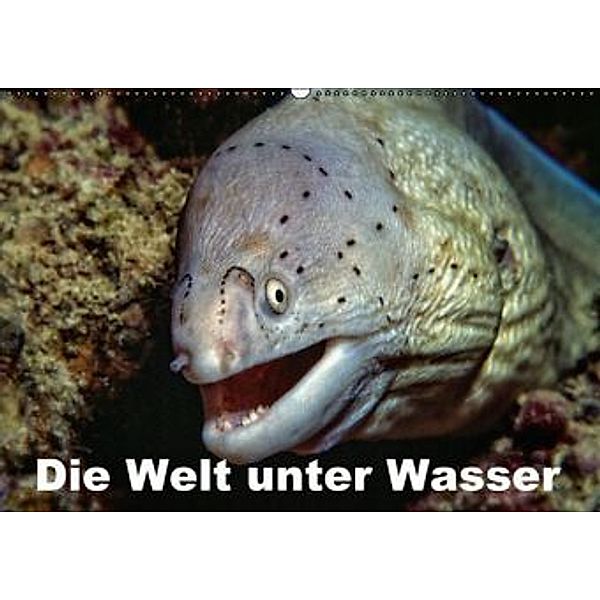 Die Welt unter Wasser (Wandkalender 2016 DIN A2 quer), Dieter Gödecke