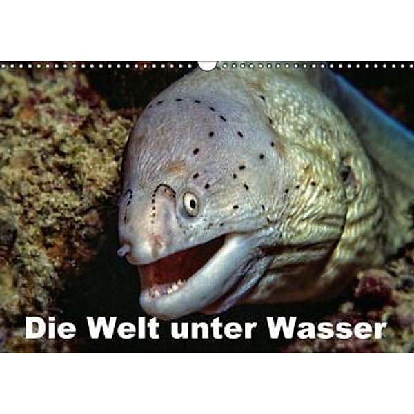 Die Welt unter Wasser (Wandkalender 2016 DIN A3 quer), Dieter Gödecke