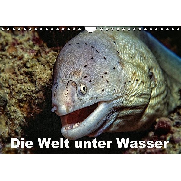 Die Welt unter Wasser (Wandkalender 2017 DIN A4 quer), Dieter Gödecke