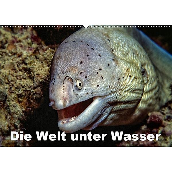 Die Welt unter Wasser (Wandkalender 2019 DIN A2 quer), Dieter Gödecke