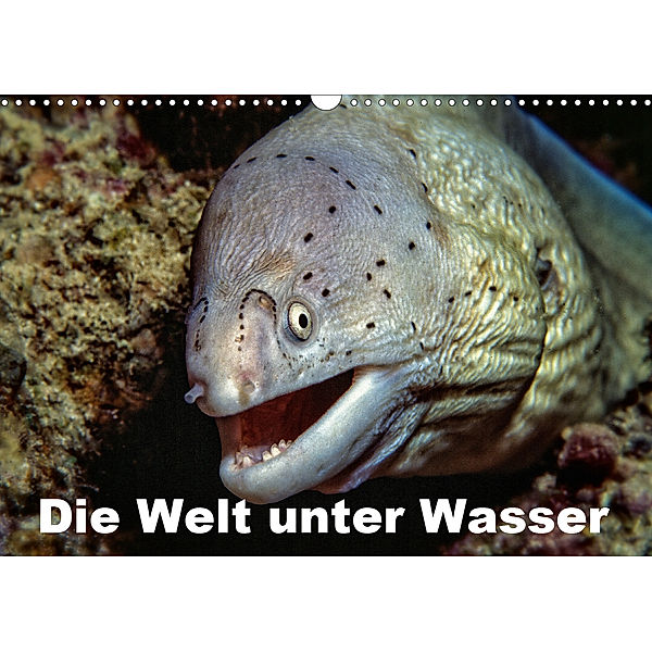 Die Welt unter Wasser (Wandkalender 2020 DIN A3 quer), Dieter Gödecke