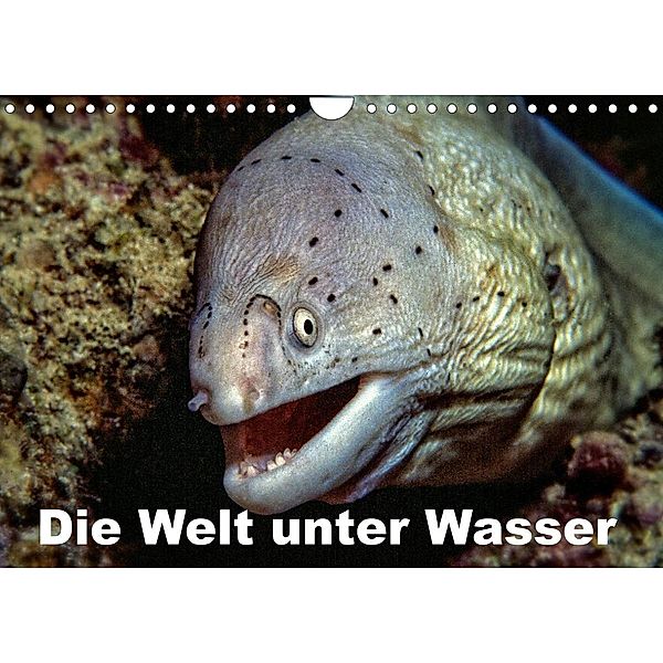 Die Welt unter Wasser (Wandkalender 2023 DIN A4 quer), Dieter Gödecke