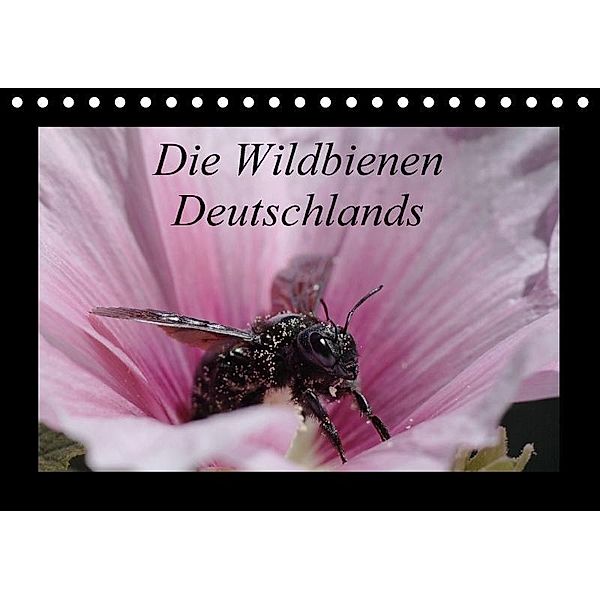 Die Wildbienen Deutschlands (Tischkalender 2017 DIN A5 quer), Jeroen Everaars