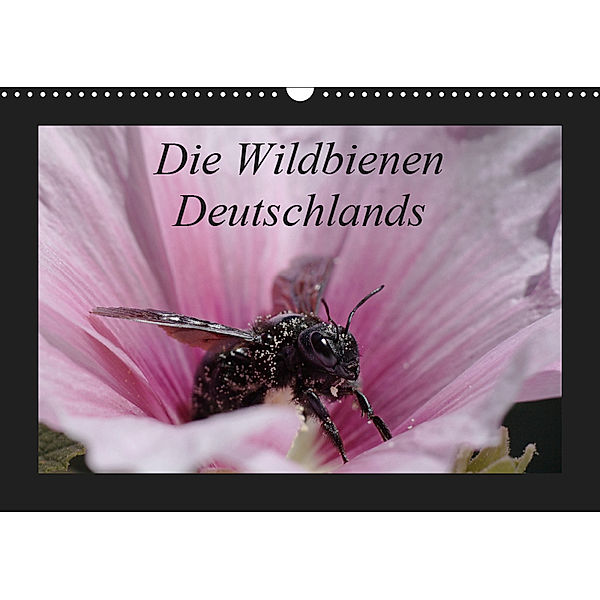 Die Wildbienen Deutschlands (Wandkalender 2019 DIN A3 quer), Jeroen Everaars