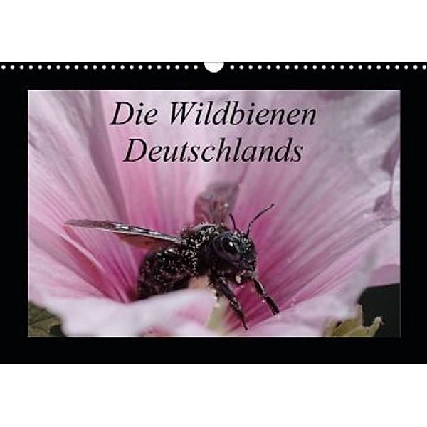 Die Wildbienen Deutschlands (Wandkalender 2020 DIN A3 quer), Jeroen Everaars