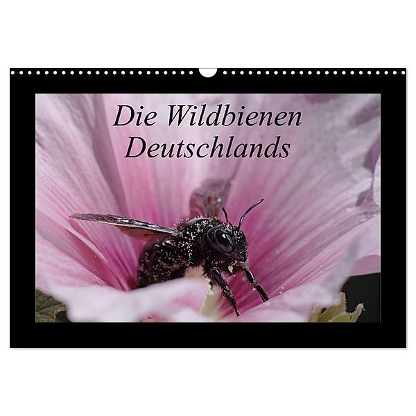 Die Wildbienen Deutschlands (Wandkalender 2024 DIN A3 quer), CALVENDO Monatskalender, Jeroen Everaars