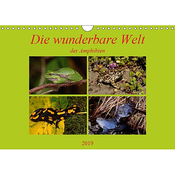 Die wunderbare Welt der Amphibien (Wandkalender 2019 DIN A4 quer), Winfried Erlwein