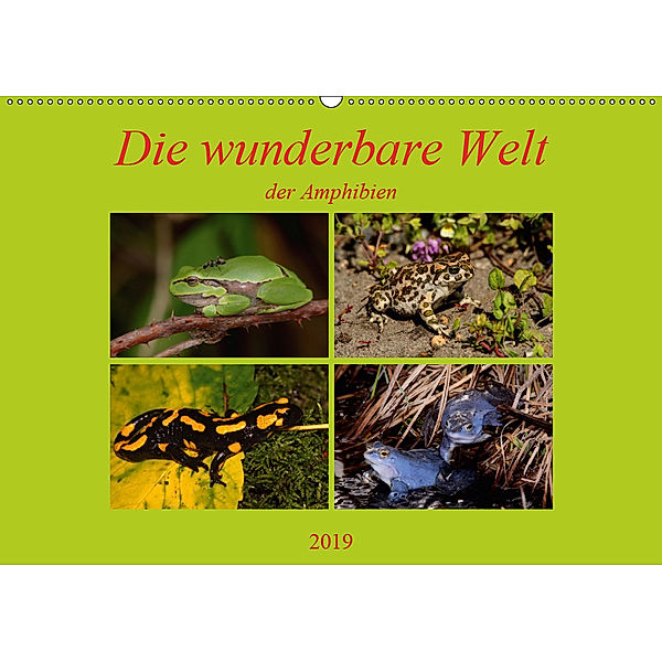 Die wunderbare Welt der Amphibien (Wandkalender 2019 DIN A2 quer), Winfried Erlwein