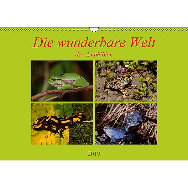 Die wunderbare Welt der Amphibien (Wandkalender 2019 DIN A3 quer), Winfried Erlwein