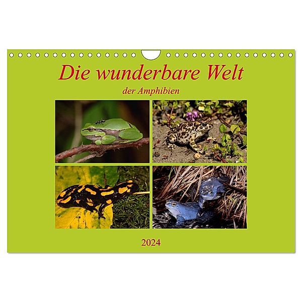 Die wunderbare Welt der Amphibien (Wandkalender 2024 DIN A4 quer), CALVENDO Monatskalender, Winfried Erlwein