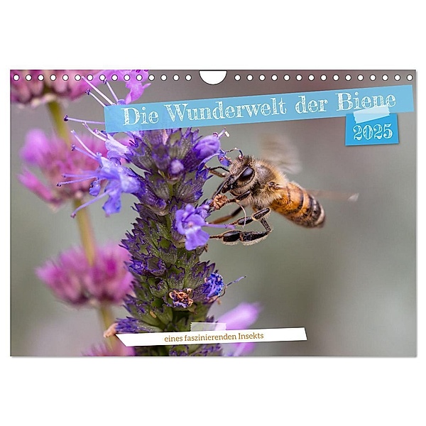 Die Wunderwelt der Biene (Wandkalender 2025 DIN A4 quer), CALVENDO Monatskalender, Calvendo, Christian Müller