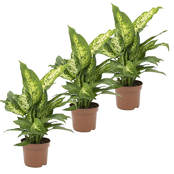 Dieffenbachia Tropic, 3 Stück