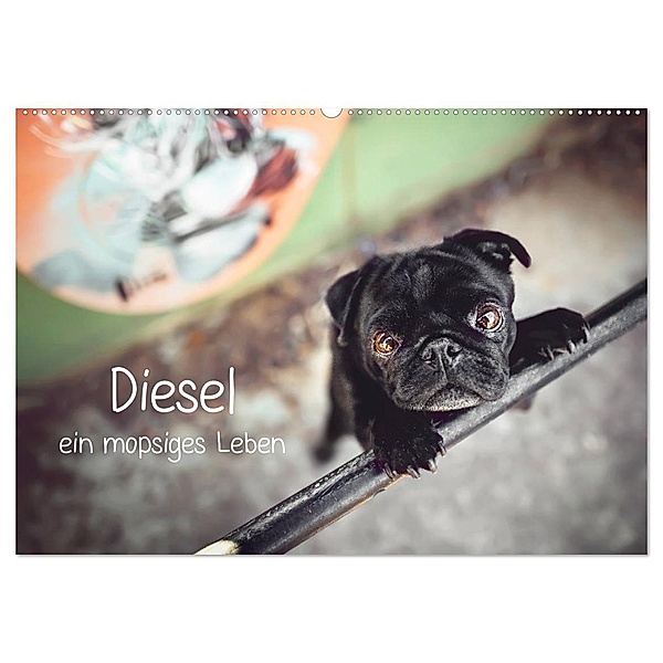 Diesel - ein mopsiges Leben (Wandkalender 2025 DIN A2 quer), CALVENDO Monatskalender, Calvendo, Sabrina Wobith Photography - FotosVonMaja