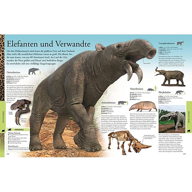 Dinosaurier und andere Tiere der Urzeit für clevere Kids Wissen für clevere  Kids Bd.9 Buch versandkostenfrei bei Weltbild.at bestellen