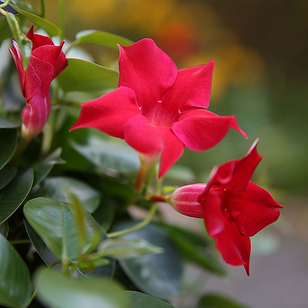Dipladenia Blumenampel (Farbe: rot)
