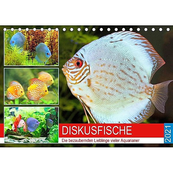 Diskusfische. Die bezaubernden Lieblinge vieler Aquarianer (Tischkalender 2021 DIN A5 quer), Rose Hurley