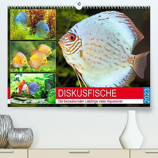 Diskusfische. Die bezaubernden Lieblinge vieler Aquarianer (Premium, hochwertiger DIN A2 Wandkalender 2023, Kunstdruck i, Rose Hurley