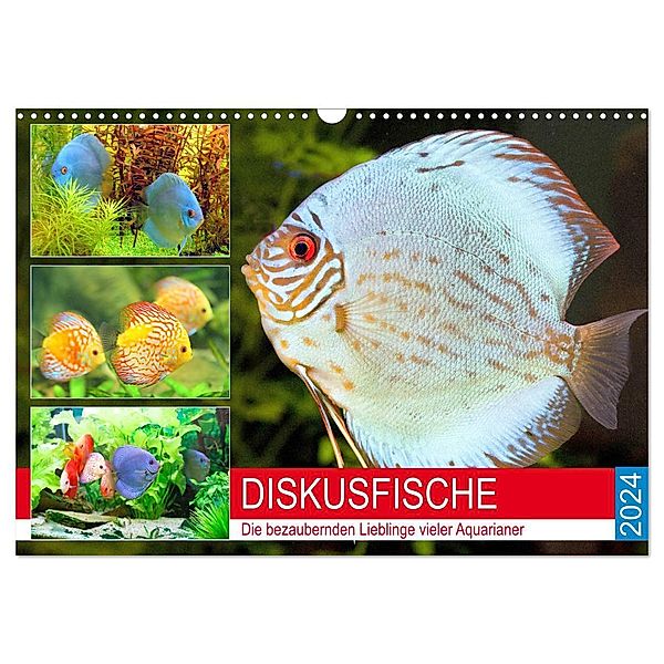 Diskusfische. Die bezaubernden Lieblinge vieler Aquarianer (Wandkalender 2024 DIN A3 quer), CALVENDO Monatskalender, Rose Hurley