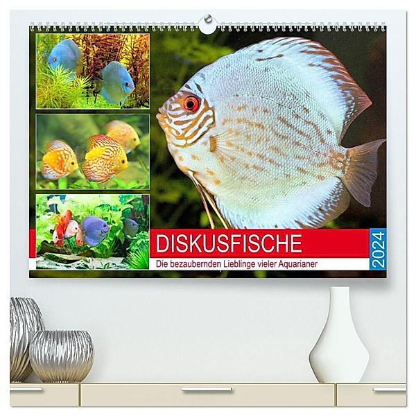 Diskusfische. Die bezaubernden Lieblinge vieler Aquarianer (hochwertiger Premium Wandkalender 2024 DIN A2 quer), Kunstdruck in Hochglanz, Rose Hurley