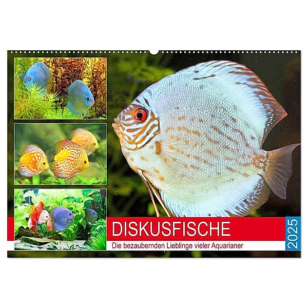 Diskusfische. Die bezaubernden Lieblinge vieler Aquarianer (Wandkalender 2025 DIN A2 quer), CALVENDO Monatskalender, Calvendo, Rose Hurley