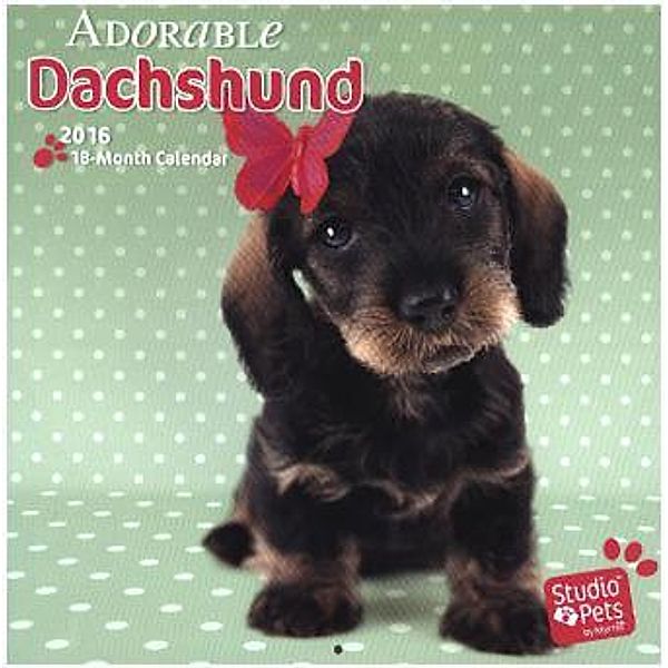 Dist Dachshunds 2016