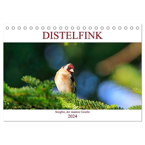 Distelfink (Tischkalender 2024 DIN A5 quer), CALVENDO Monatskalender, Anette Jäger