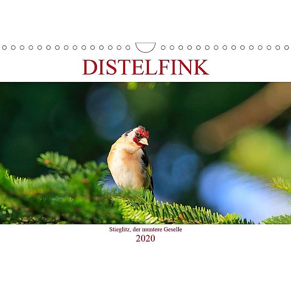 Distelfink (Wandkalender 2020 DIN A4 quer), Anette Jäger