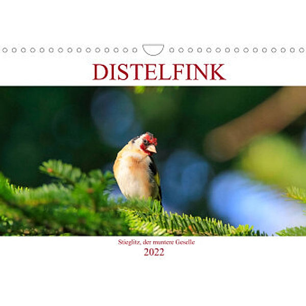 Distelfink (Wandkalender 2022 DIN A4 quer), Anette Jäger